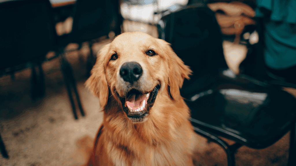 dog-pet-planning-mark-moss